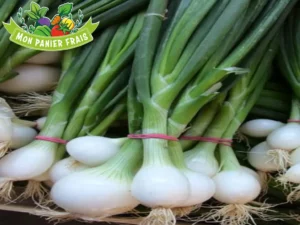 Oignon frais la botte